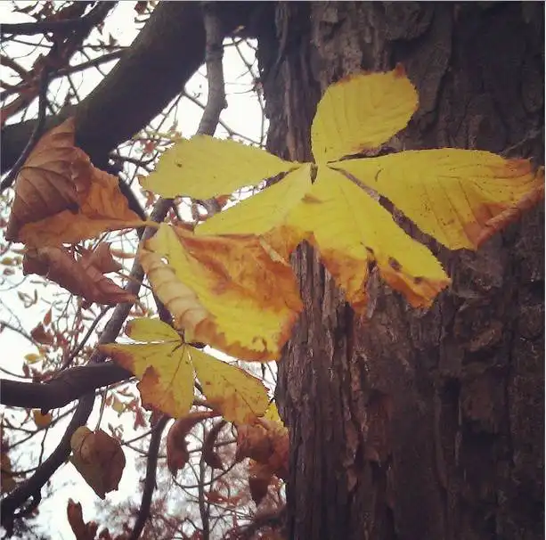 Ashampoo_Snap_2014.11.19_13h02m25s_003_