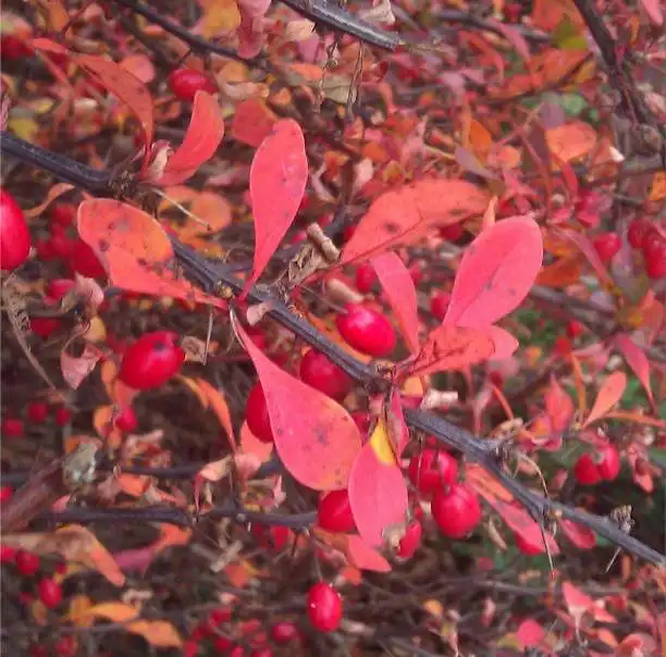 Ashampoo_Snap_2014.11.19_13h02m39s_004_